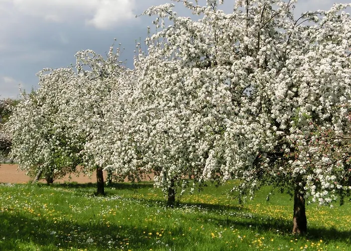 In Der Obstwiese